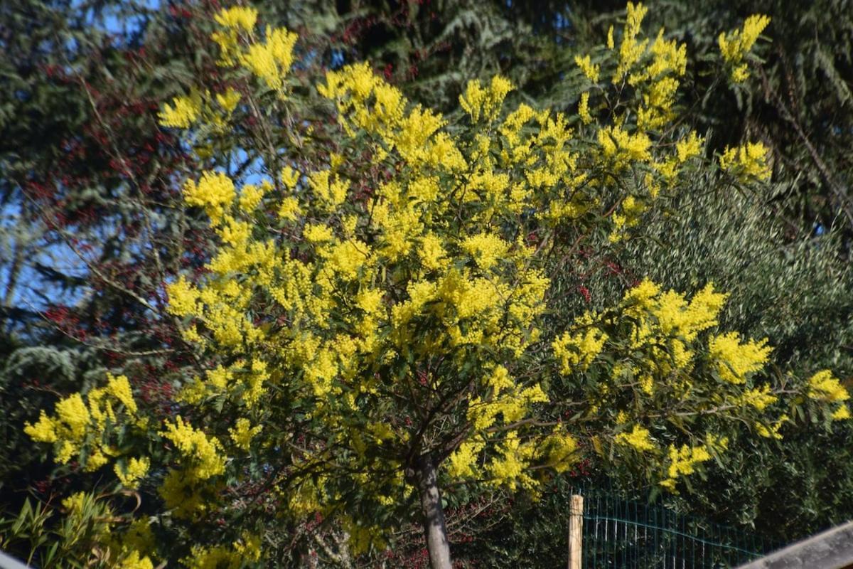 La Grangette Villa Joyeuse Dış mekan fotoğraf